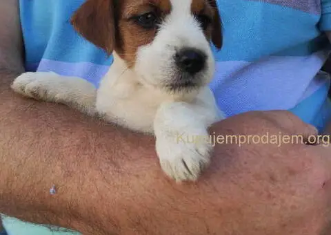 Dzek Rasel terijer  štenci - 12/13