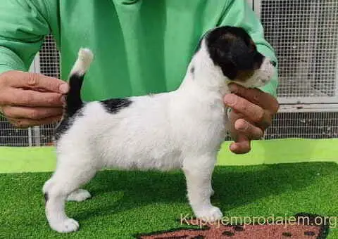 Dzek Rasel terijer  štenci - 13/13