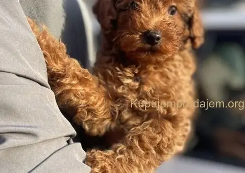 Patuljasta Pudla TOP štenci - 1/11