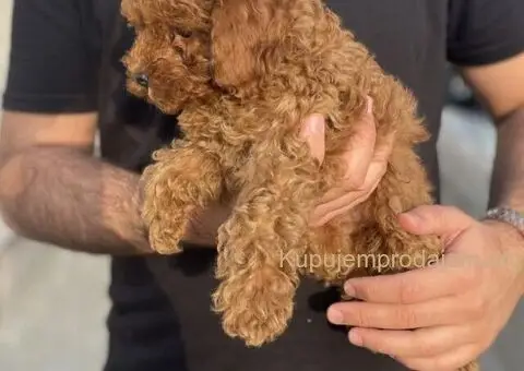 Patuljasta Pudla TOP štenci - 2/11