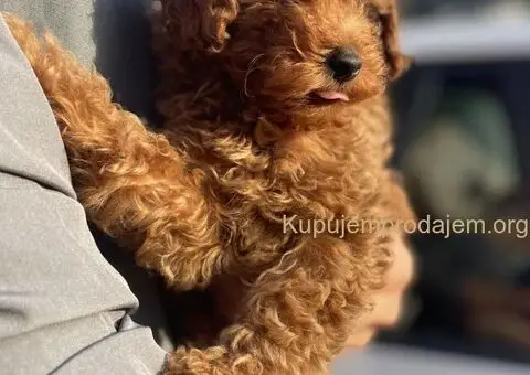 Patuljasta Pudla TOP štenci - 3/11