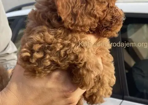 Patuljasta Pudla TOP štenci - 4/11