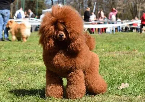 Patuljasta Pudla TOP štenci - 5/11