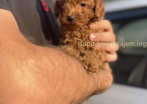 Patuljasta Pudla TOP štenci - 6/11