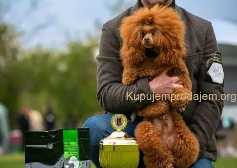 Patuljasta Pudla TOP štenci - 7/11