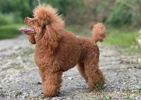 Patuljasta Pudla TOP štenci - 8/11