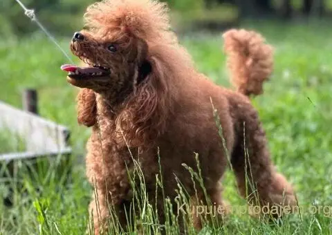 Patuljasta Pudla TOP štenci - 9/11