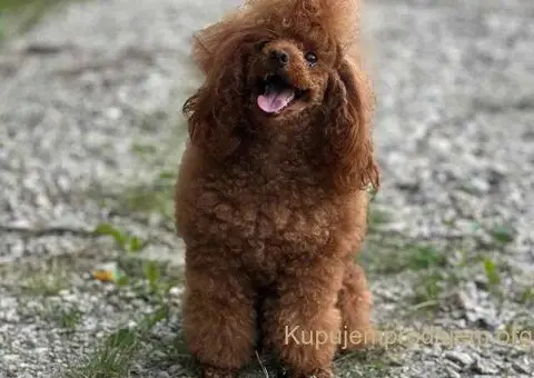 Patuljasta Pudla TOP štenci - 10/11