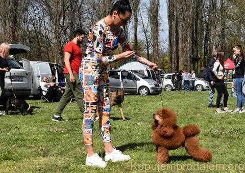 Patuljasta Pudla TOP štenci - 11/11