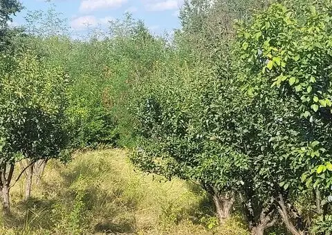 IMANJE 2.3ha na prodaju - 1/5