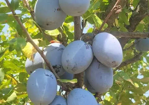 IMANJE 2.3ha na prodaju - 3/5