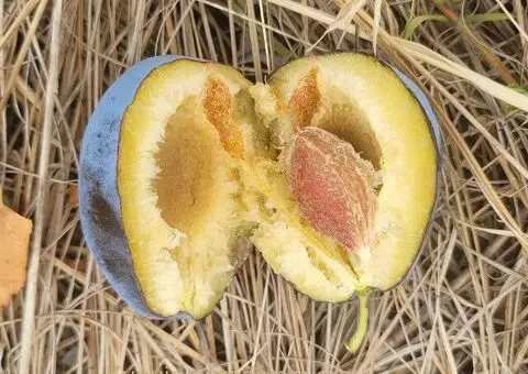 IMANJE 2.3ha na prodaju - 4/5