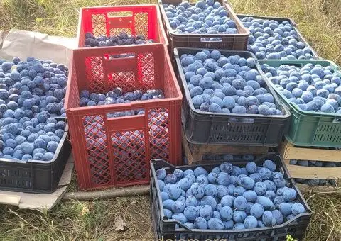 IMANJE 2.3ha na prodaju - 5/5