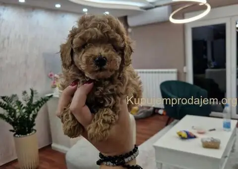 Malene TOY PUDLE crvene boje - 1/5