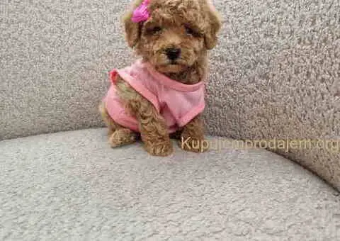 Malene TOY PUDLE crvene boje - 2/5