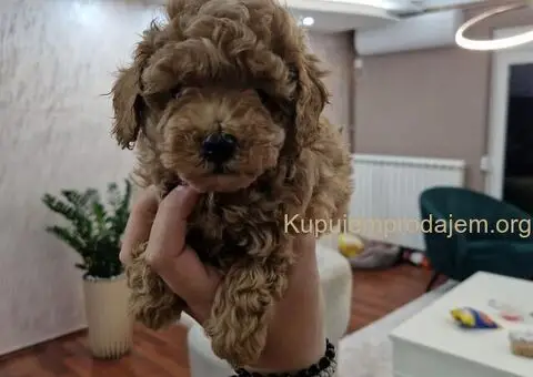 Malene TOY PUDLE crvene boje - 3/5