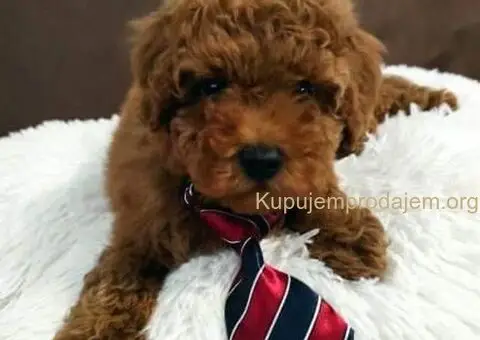 Malene TOY PUDLE crvene boje - 4/5