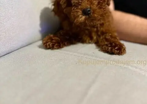 Malene TOY PUDLE crvene boje - 5/5