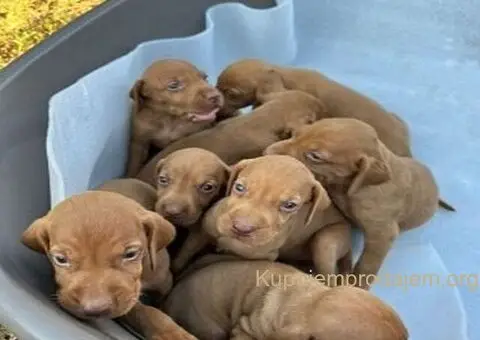 Stenci madjarske vižle - 1/5