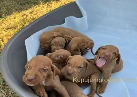 Stenci madjarske vižle - 2/5