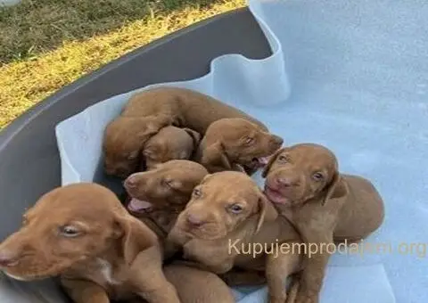 Stenci madjarske vižle - 3/5