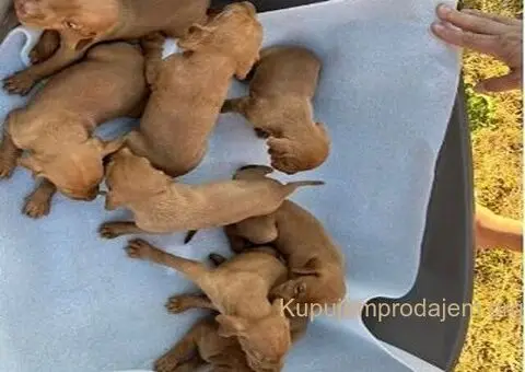 Stenci madjarske vižle - 4/5