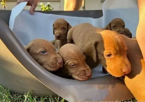 Stenci madjarske vižle - 5/5