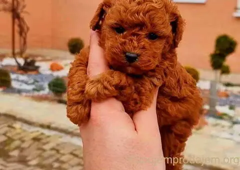 Najlepse bebe teddy bear toy pudle u Pom_Hash_Stars - 1/6