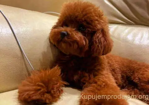 Najlepse bebe teddy bear toy pudle u Pom_Hash_Stars - 2/6