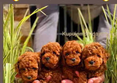 Najlepse bebe teddy bear toy pudle u Pom_Hash_Stars - 3/6