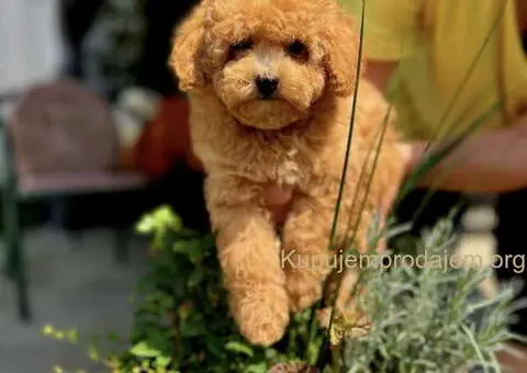 Najlepse bebe teddy bear toy pudle u Pom_Hash_Stars - 4/6