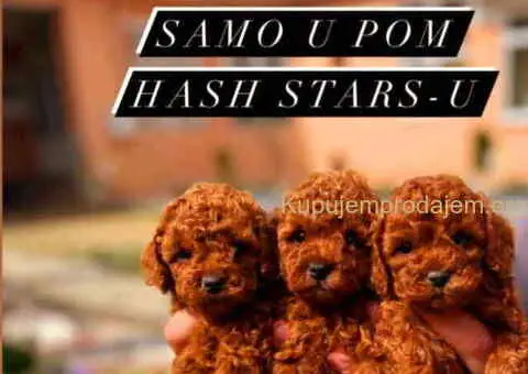 Najlepse bebe teddy bear toy pudle u Pom_Hash_Stars - 5/6