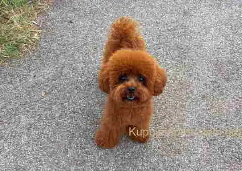 Najlepse bebe teddy bear toy pudle u Pom_Hash_Stars - 6/6