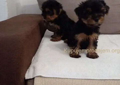 Jorkširski terijer štenci - 1/5