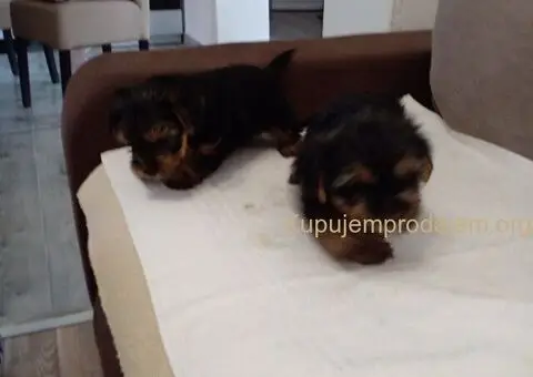 Jorkširski terijer štenci - 2/5