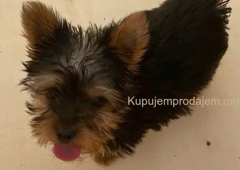 Jorkširski terijer štenci - 3/5