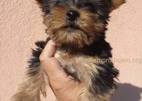 Jorkširski terijer štenci - 4/5