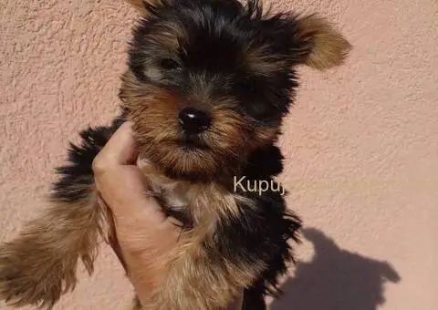 Jorkširski terijer štenci - 5/5