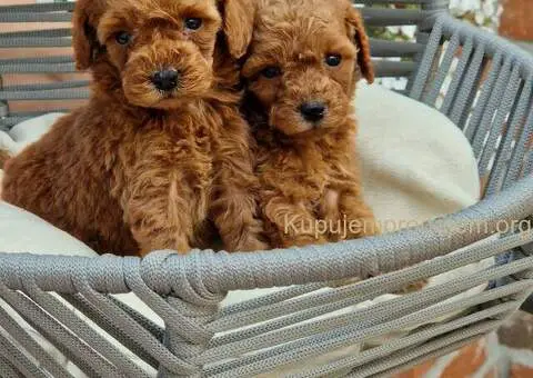 Vrhunske Toj pudle - 1/4