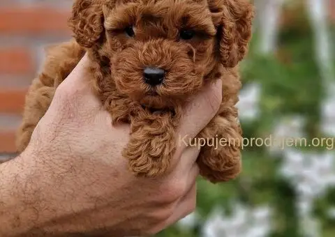 Vrhunske Toj pudle - 2/4