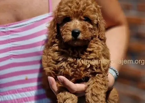 Vrhunske Toj pudle - 3/4