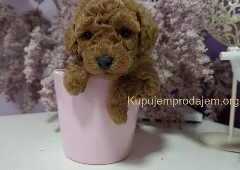 Vrhunske Toj pudle - 4/4