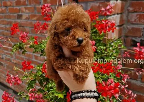 TOY CRVENE I APRIKOT PUDLE - 1/3