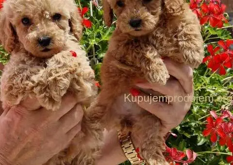 TOY CRVENE I APRIKOT PUDLE - 2/3