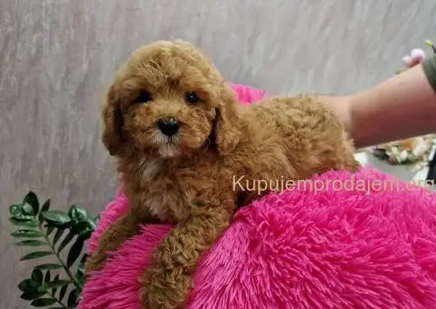 TOY CRVENE I APRIKOT PUDLE - 3/3