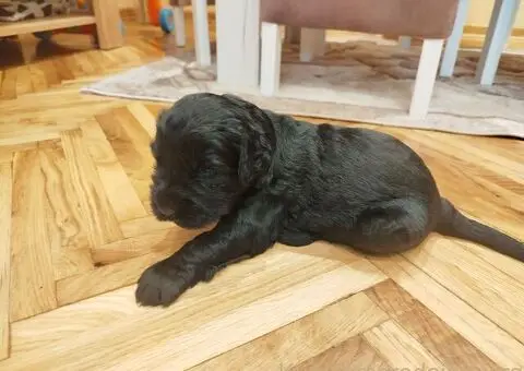 Štenci CRNOG RUSKOG TERIJERA - 2/5