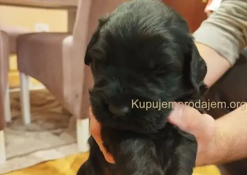 Štenci CRNOG RUSKOG TERIJERA - 3/5