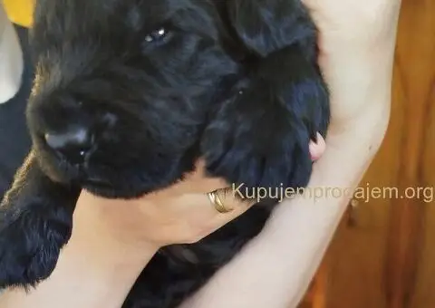 Štenci CRNOG RUSKOG TERIJERA - 5/5