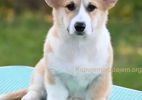 Velški korgi/Welsh Corgi Pembroke - 1/4