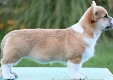 Velški korgi/Welsh Corgi Pembroke - 2/4